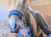 Outstanding 3yrs Welsh d buckskin
