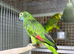 Amazon parrot