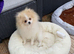 Beautiful Pom puppy