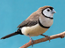 2x male cut throat finches 1 male owl finch