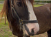 Choclate dun 5yr old gelding