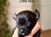 Gorgeous Black Blue Chihuahua Puppies London N1
