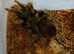 SALE* Pair M/F Tliltocatl vagans (Campeche pure blood) aound the 4" inch+ DLS.