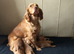Cocker Spaniel Puppies Top Quality!