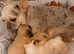 Full fluffy French bulldog boy last one left
