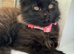 Male Main coon kitten