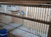 Finches
