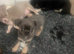 Chihuahua puppies (READY NOW)