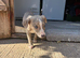 ITALIAN WHIPPET PUPPIES – 3 BEAUTIFUL BOYS AVAILABLE