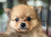 Puppies 4 female 2 males