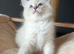 Ragdoll Kittens (GCCF REGISTERED AND FULLY HEALTH TESTED)
