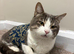 Rehoming Penguin: 3-Year-Old Cat Ready for His Next Chapter