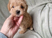 Gorgeous tiny maltipoo puppies