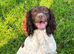 Kc registered English springer spaniel pups