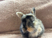 5 English Lop X Netherland Dwarf Babies