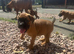 Beautiful boxer puppies