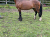 Welsh section D stallion