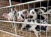 Kune kune pigs