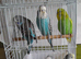 Baby budgies