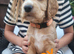 Gorgeous litter of golden cocker spaniel puppies