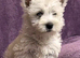 West Highland Terriers