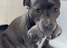 Blue Staffordshire bull terrier girl