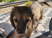 Miniature longhaired daschund puppies!