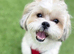 Male Shihtzu looking for new home
