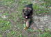 Last 4 German sheperd pups