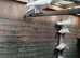 pure white pigeons
