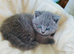 CHUNKY GCCF REGISTERED PEDIGREE BRITISH SHORTHAIR BLUE KITTENS