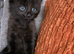 Fluffy kittens