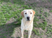 Yellow Labrador dog