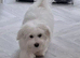 Maltese xxs
