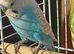 Male budgie