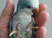 Quaker parrot blue 4 month old