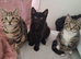 3 cute kittens