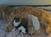 Imperial Shih Tzu Puppies KC registered