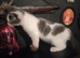 4 adorable kittens needing there forever homes