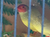 Pair of proven star finches