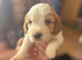 Working cocker spaniel ***only 2 boys left***