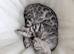 Blue bengal kitten boy