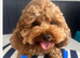 Cavapoo male puppies ready for new homes
