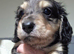 Dapple mini long haired Dachshund