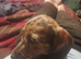 Miniature dacshund