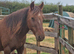 Sweet 12hh 6yo Gelding