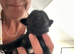 Small mixed breed puppies