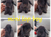 Mini lop babies available