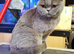 British Shorthair Female
