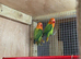 Fischer lovebirds